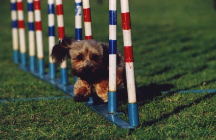 FunQuest Dog Sports - Professional Dog Agility Training and K9 ... FunQuest Dog Sports - Professional Dog Agility Training and K9 ...